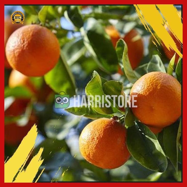 

(Best Saller) Tanaman Buah Jeruk Tongheng Bibit Jeruk Imlek Bestseller