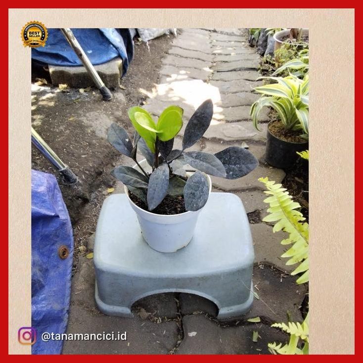 (Diskon) Tanaman Zamia Black Raven Zz Hitam Real Pict Bestseller