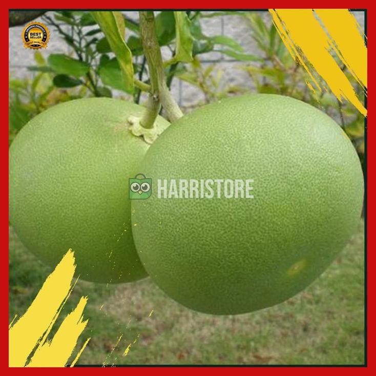 (Ready) Bibit Jeruk Bali Pamelo/ Pamelo Bali Madu Pohon Jeruk Bali Bestseller