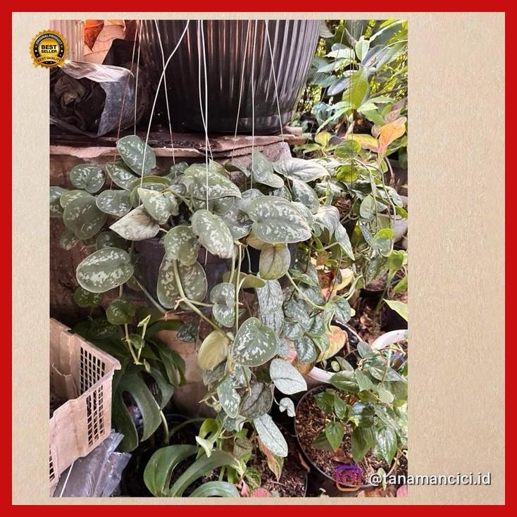 (Termurah) Scindapsus Pictus Rimbun On Turus Bestseller