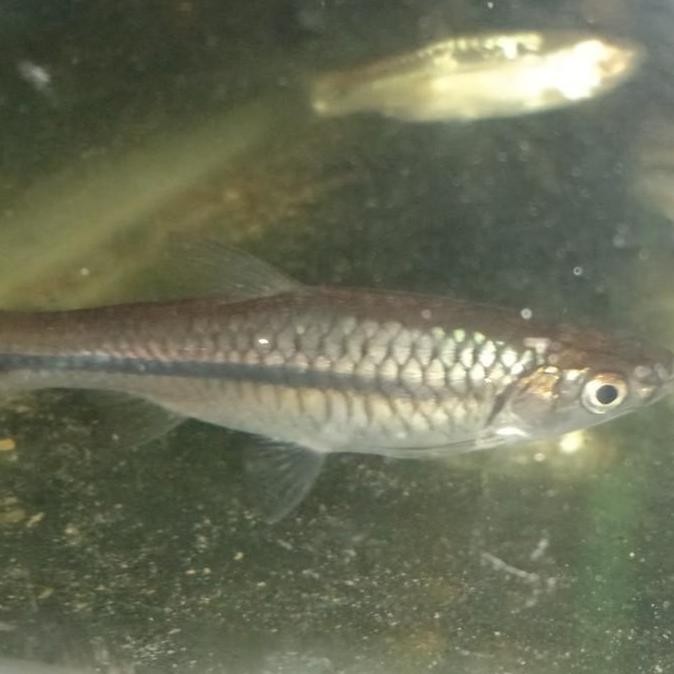 ikan wader pari hidup,4-5cm