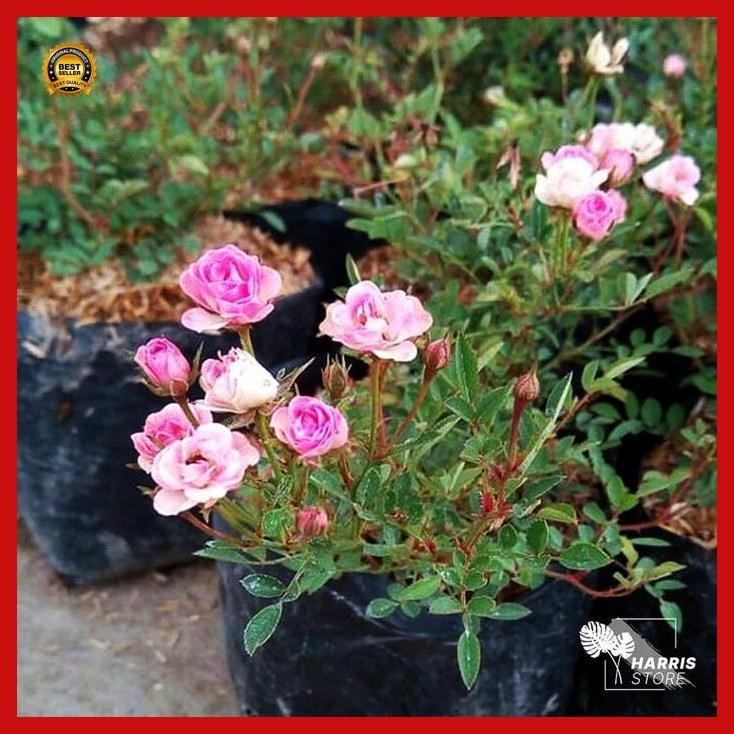 (Terbaru) Bibit Tanaman Mawar Baby Rose Mawar Kecil Baby Murah Bestseller