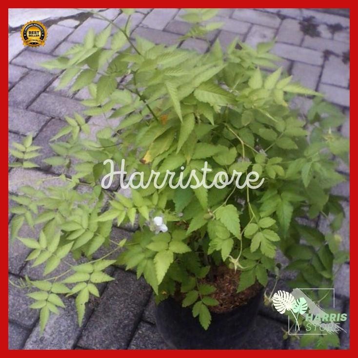 (Ready) Tanaman Buah Raspberry / Rasbery Pohon Hidup Raspberry Bestseller