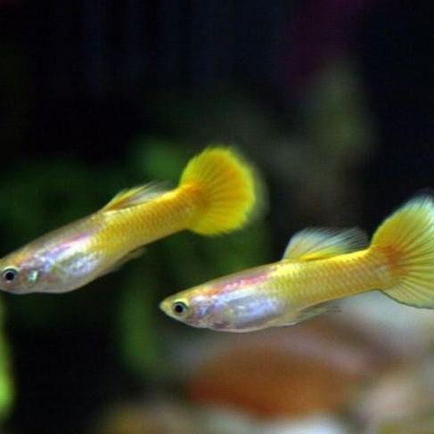 Guppy AFR albino Red / Yellow banana Hiasan aquarium