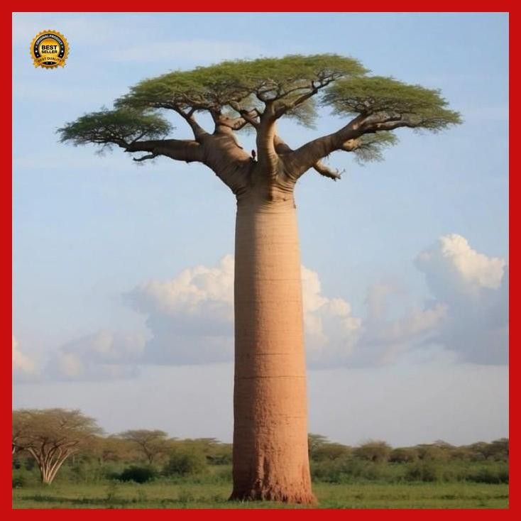 

(Ready) Biji Tanaman Baobab Adansonia | Baobab Seed Bestseller