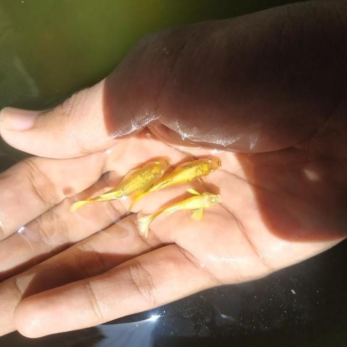Guppy Super gold Full gold emas jantan betina Hamil sepasang Grade A