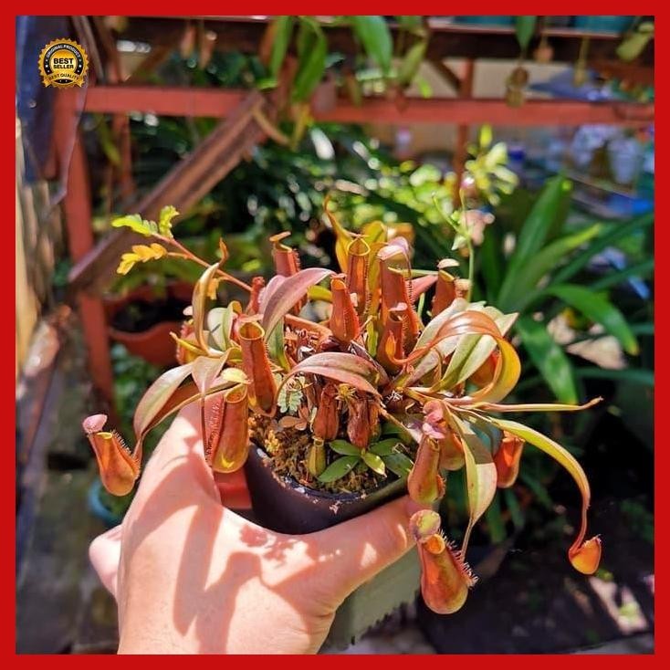 (Best Saller) Benih /Biji Kantong Semar Rimbun Bestseller