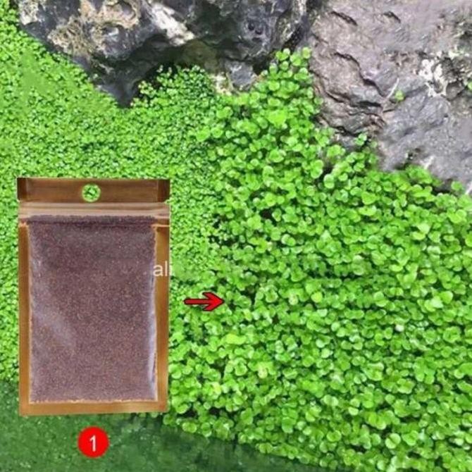 bibit rumput karpet seed aquarium aquascape