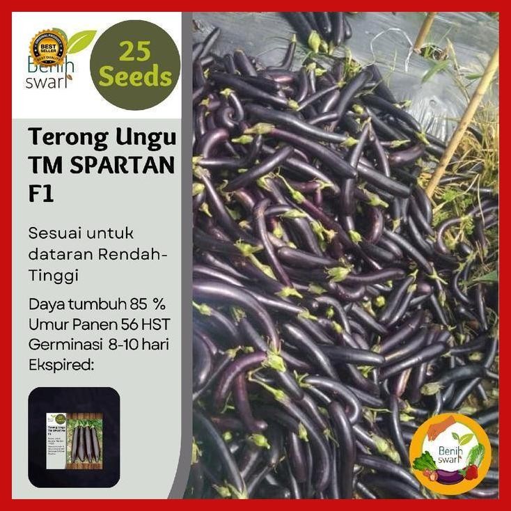 (Termurah) Isi 25 Butir Benih Terong Ungu Tm Spartan F1 Bestseller