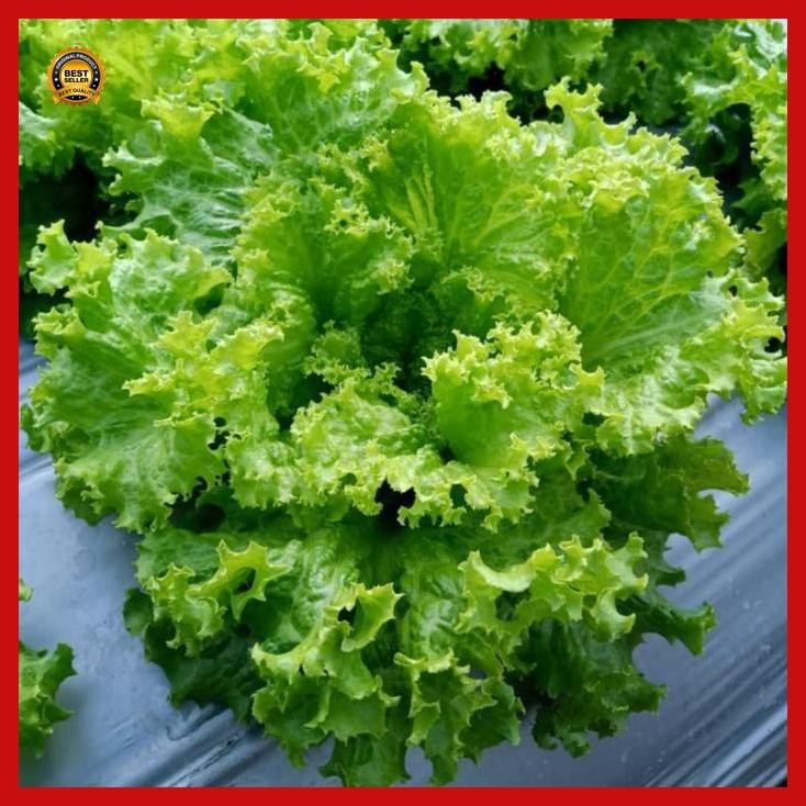 

(Diskon) Selada Keriting New Grand Rapids 5Gr Known You Seed Bestseller