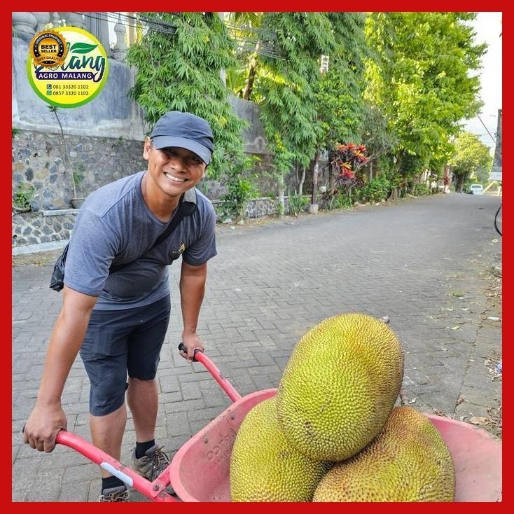 

(Promo) Nangka J33 Okulasi 50 Cm Bestseller