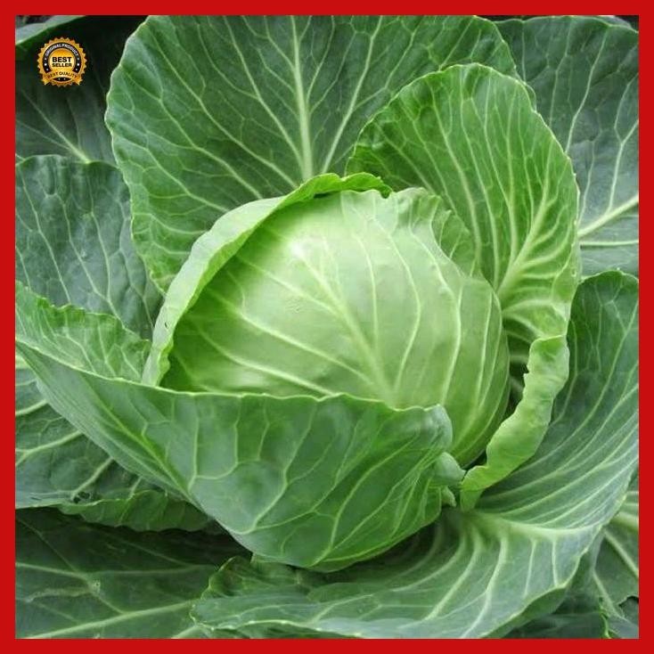 

(Termurah) 10 Biji Benih Kubis Kol Hijau Bestseller