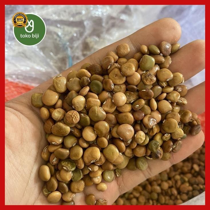 (Termurah) Benih Biji Calopogonium Caeruleum (Benih Cc) Bestseller