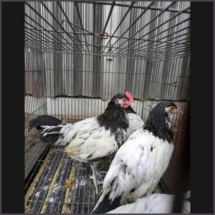 

FRESHH TELUR AYAM HIAS LAKENVELDER UNTUK DI TETAS KAN TERBARU