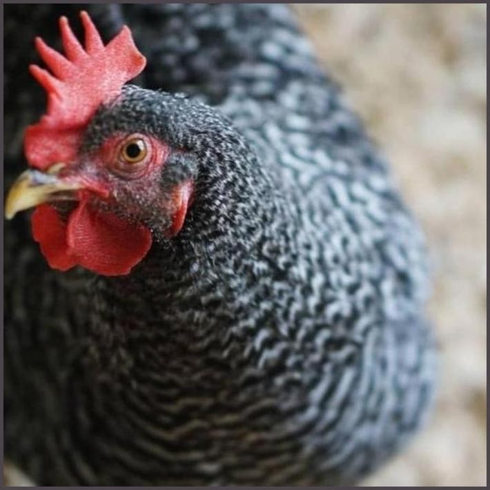 

FRESHH TELUR TETAS TELUR FERTIL AYAM PLAYMOUNT ROCK/BARRED ROCK TERBARU