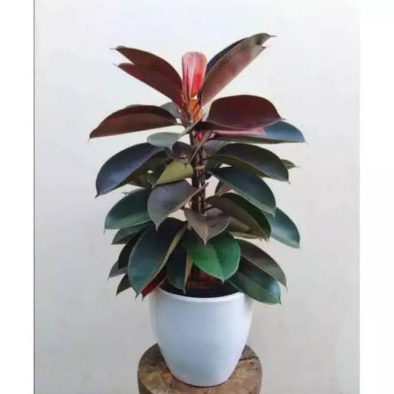 Tanaman Hias Karet Kebo / Karet Kebo/ Ficus Elastica +- 1Meter