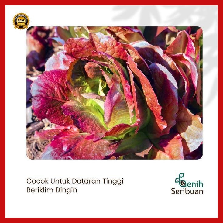 (Terbaru) 100 Benih Selada Red Romaine Merah Bibit Sayuran Lettuce Romain Super Bestseller