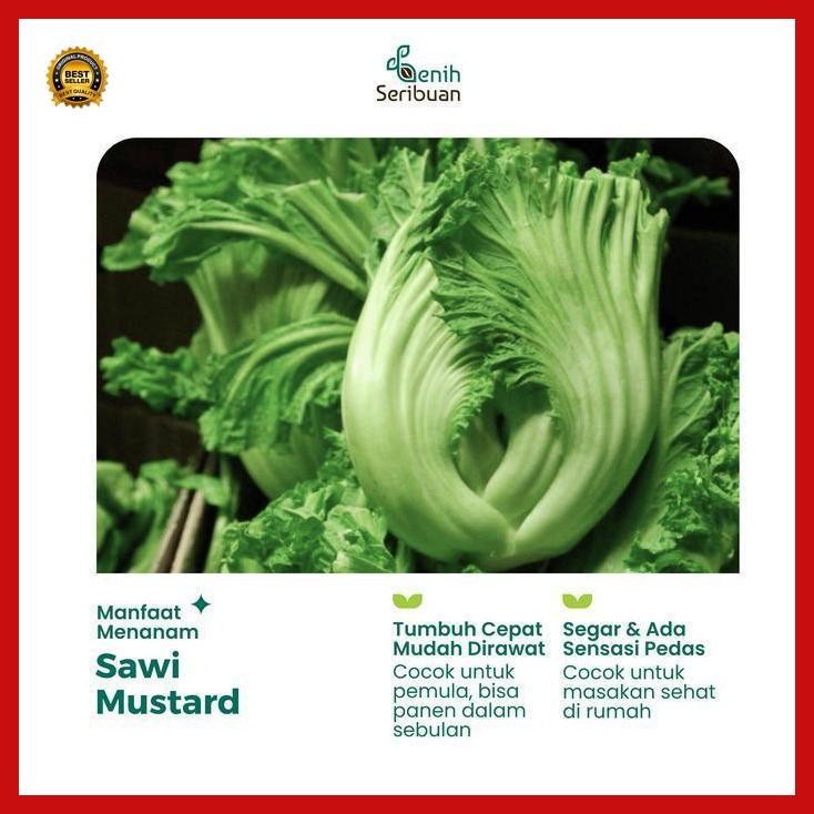 (Terbaru) 50 Benih Sawi Mustard Head Lettuce Known You Seed Bibit Sayur Unggul Bestseller
