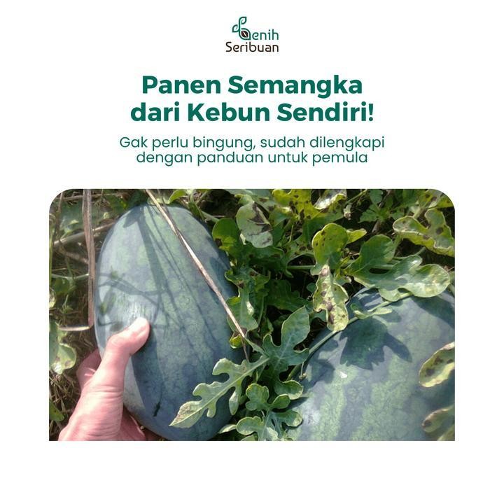 (Promo) Benih Buah Semangka Inul Merah Jumbo F1 Hibrida Premium - Benih Seribuan Bestseller