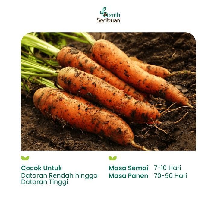 (Ready) 70 Benih Wortel Brastagi Medan Bibit Tanaman Sayuran Buah Panjang Bestseller