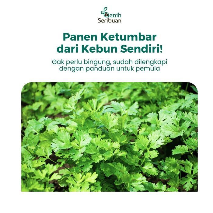(Promo) 25 Benih Ketumbar Coriander Favor Bibit Sayuran Known You Seed Import Bestseller