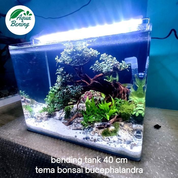 RA Aquarium aquascape full set paket 40cm bending tank tema bonsai lengkap dengan filter dan lampu L