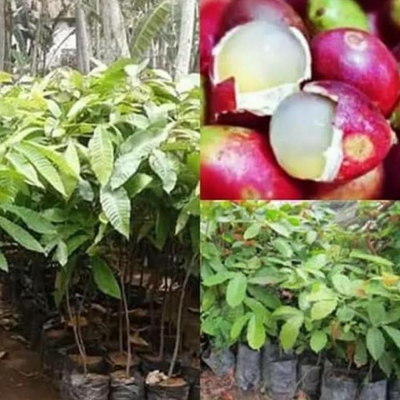 Bibit Buah Matoa Super Unggul Cepat Berbuah