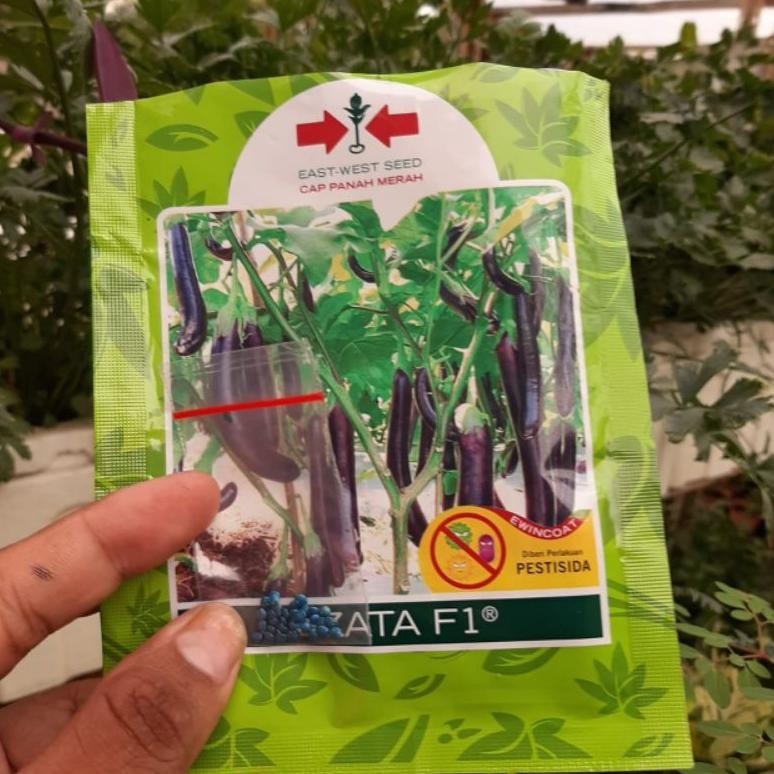 Benih Bibit Terong Ungu Cap Panah Merah Kemasan Repack