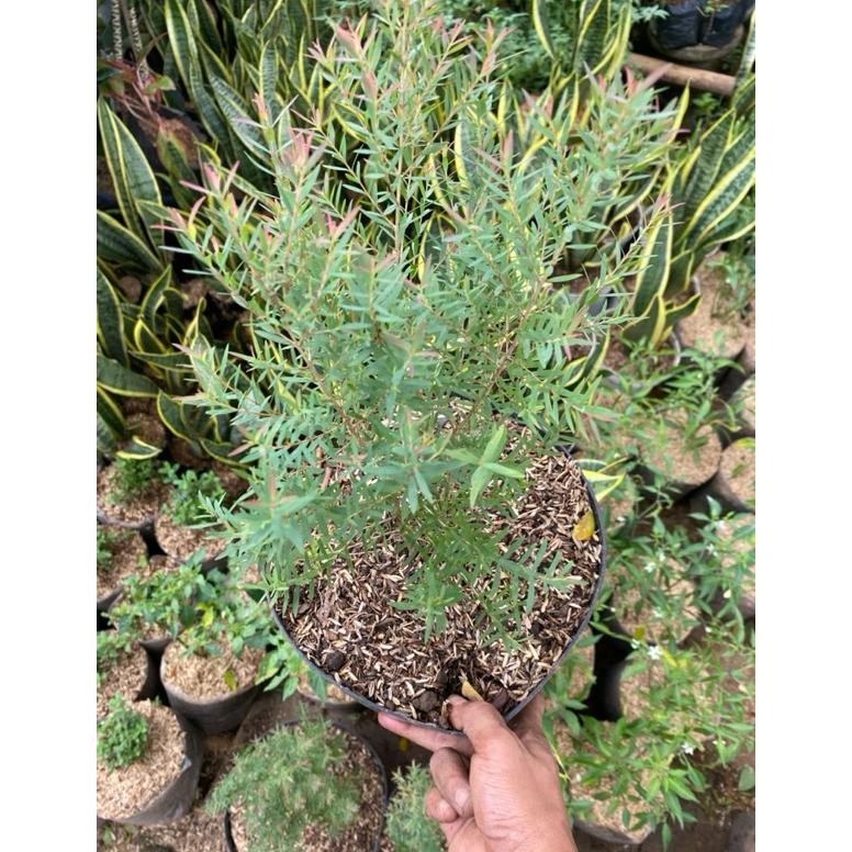 Tanaman Minyak Kayu Putih Asli Berdaun Wangi Tanaman Herbal Plus Pot