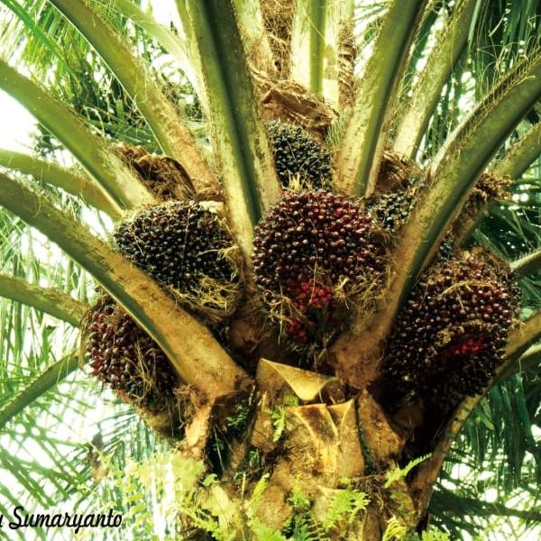 Benih Polong Kecambah Bibit Sawit Dxp Ppks Dumpy Unggul Bersertifikat Original Asli Pelepah Panjang 