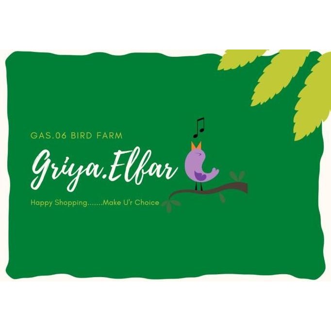 (Good) [800 GRAM] JUMBO KUACI/KWACI/BIJI BUNGA MATAHARI MENTAH