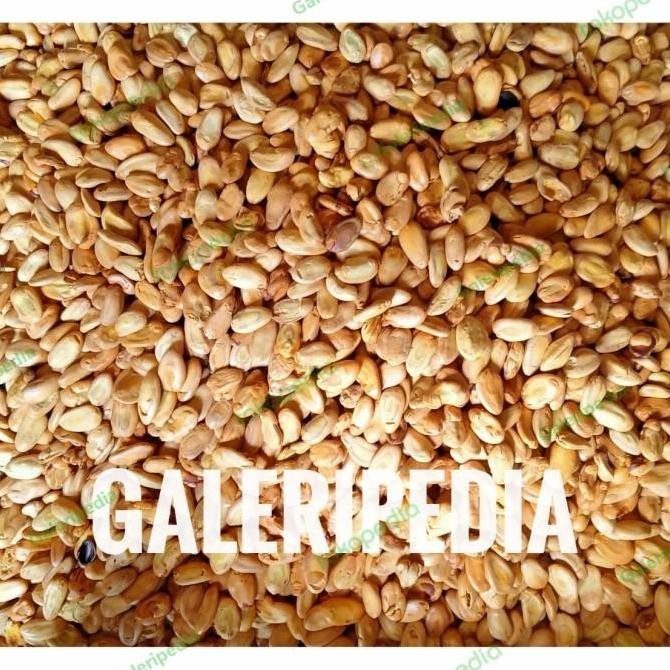 

(Good) Camilan Biji Kedawung Cemilan Langka Original Makanan Khas Madiun