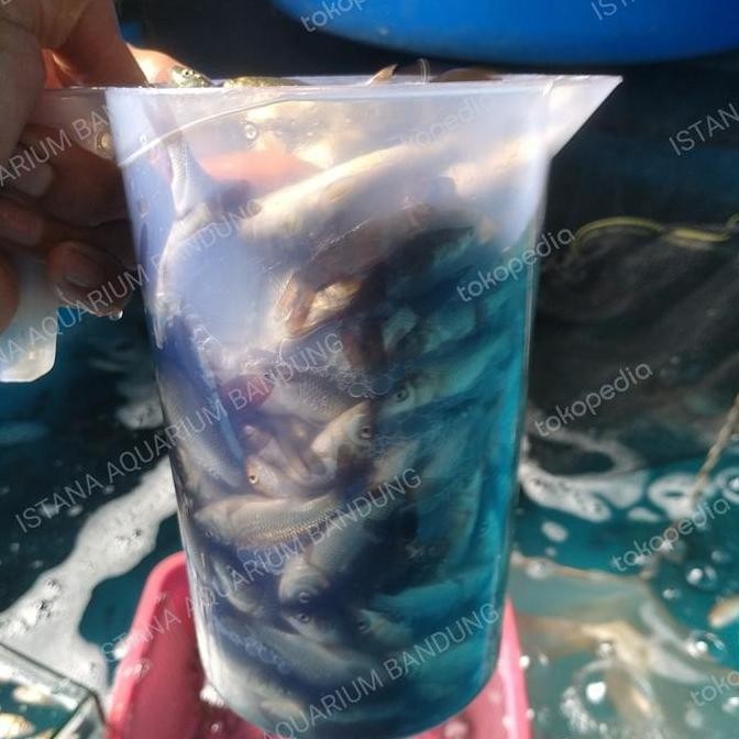 pakan predator ikan mas 1 liter