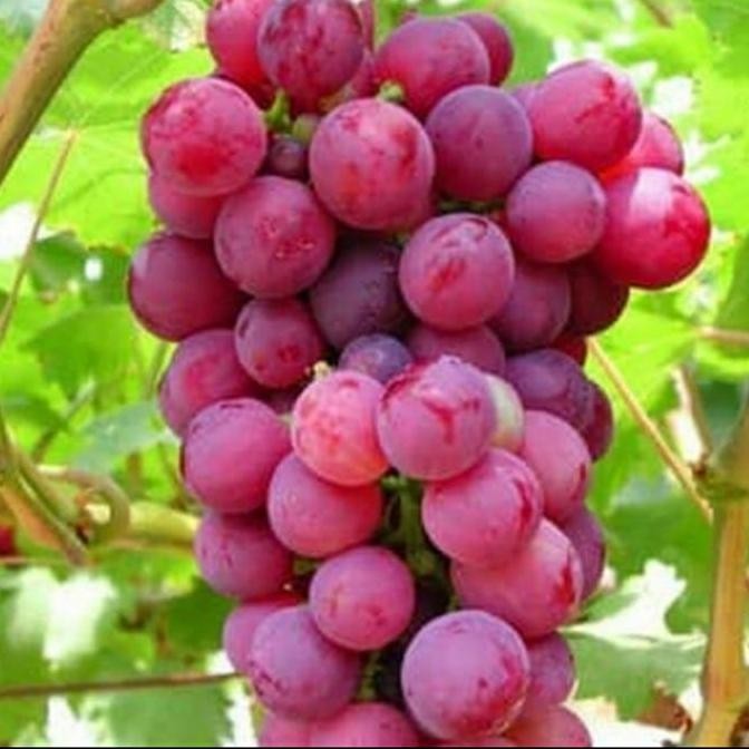 BIBIT ANGGUR MERAH MANIS GENJAH