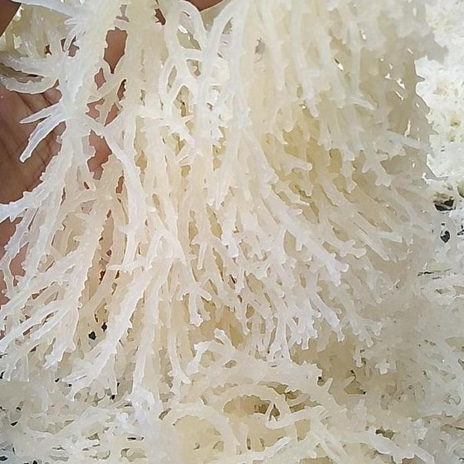 

New Rumput Laut 1 Kg Spinosum Putih Original Organik