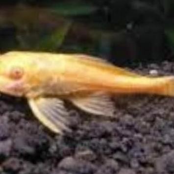 Ikan Hias Sapu Sapu Sapu Sapu Putih Sakramut Pembersih Kaca Albino