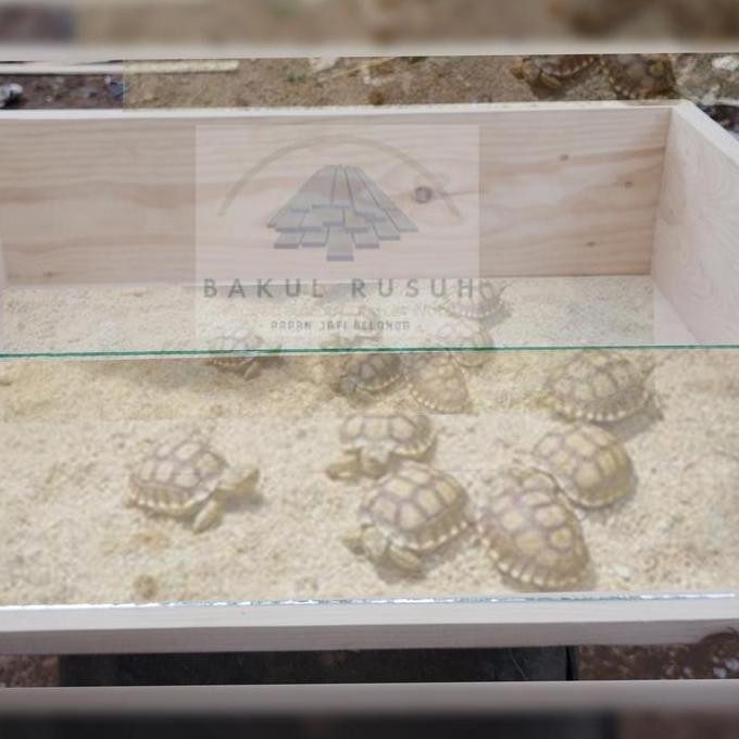 kandang kura kura darat box kura kura sulcata