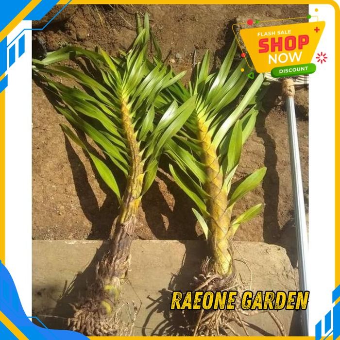 ANGGREK HIAS CANTIK ANGGREK GRAMMATOPHYLLUM SPECIOSUM, BEST SELLER