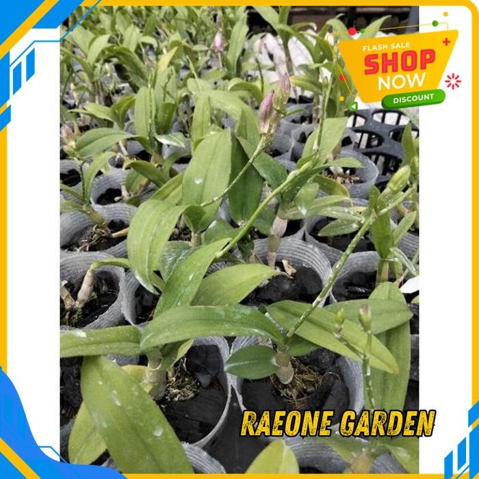 BUNGA ANGGREK DENDRO DENDRO MINI MIX PRODUK PILIHAN