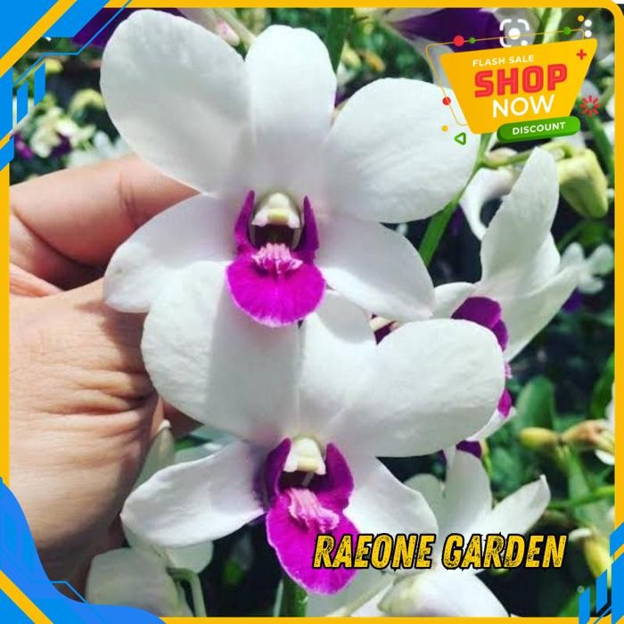 TANAMAN HIAS ANGGREK DENDROBIUM ANGGREK DENDRO SPIKE JUMBO TINGGI BESAR DIJAMIN GRATIS ONGKIR