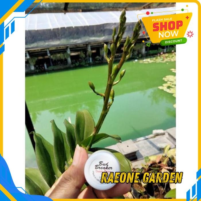 ANGGREK HIDUP FRESH BUD BREAKER OBAT PENUMBUH KEIKI DAN BUNGA KUALITAS TERBAIK