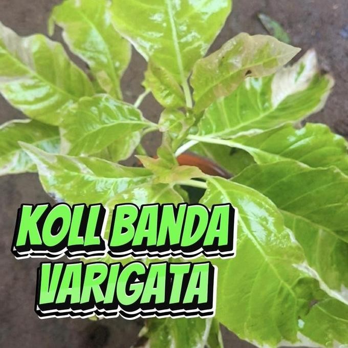 KOL BANDA VARIGATA TANAMAN HIAS INDAH KUNING NGEJRENG HIAS TAMAN LANDSCAPE TERAS INDOR OUTDOR BIBIT 