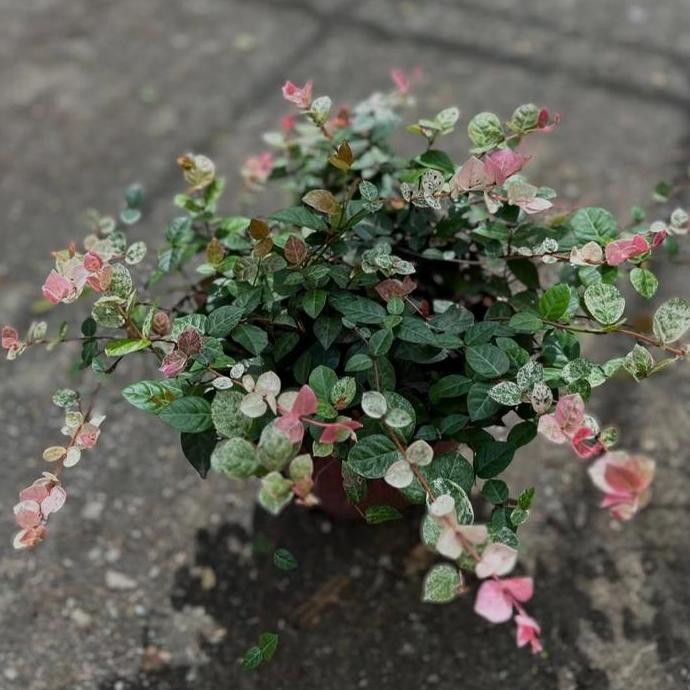 [ LANGKA ] Asiatic jasmine / trachelospermum asiaticum bibit tanaman hias bunga gantung unik langka