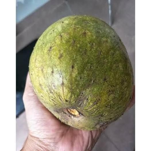 Tanaman Bibit Langka Sirsak Kuning Tanpa Duri