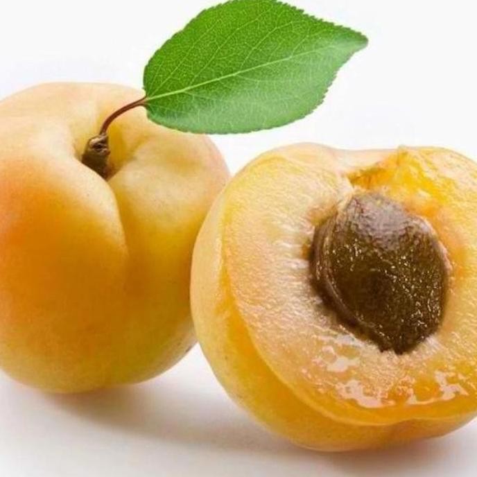 bibit tanaman buah aprikot(GROSIR)