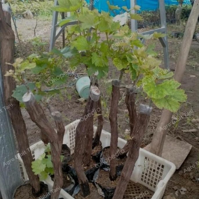 Bibit Tanaman Anggur Import Batang Besar-Pohon Anggur Impor Valid Asli