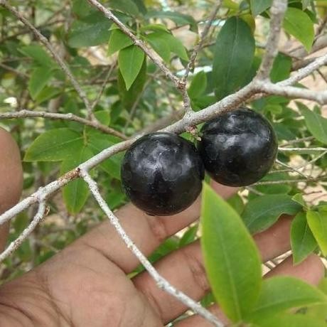 siap berbuah Bibit Tanaman Buah Anggur Brazil Preco, Pohon Anggur Preco Brazil fres