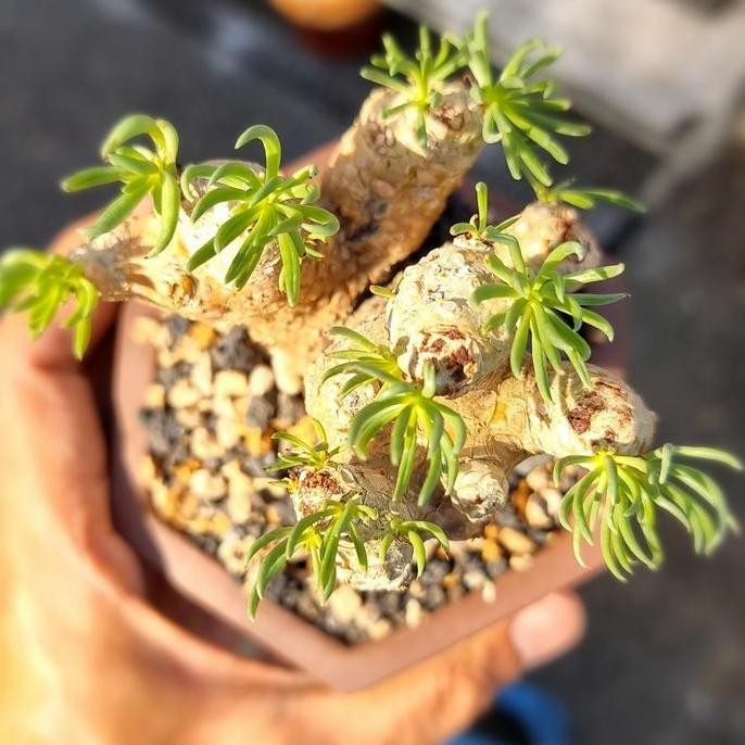 RARE [BIBIT TANAMAN LANGKA SUKULEN IMPORT] Tylecodon Rubrovenosus