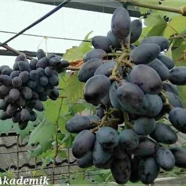 Bibit Anggur Akademik Premium Benih Buah Anggur Bibit Tanaman Anggur