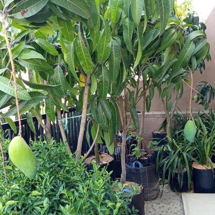 bibit tanaman buah mangga kiojay sudah berbuah tinggi 2-3meter